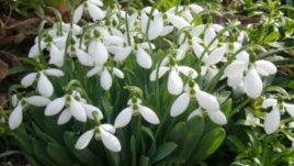 Честита Първа пролет – честит пролетен сняг