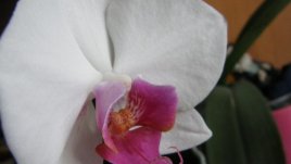 За любителите на орхидеи