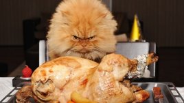 Най-сърдитото и сладко коте на света (галерия)