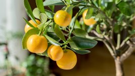 Кои растения ще донесат късмет в дома през 2023