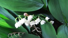 Кои цветя да насадим и пресадим през март?