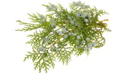 Етерично масло от кипарис и невероятните му ползи 