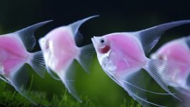 Сънища за бебе – може ли Морфей да предсказва бременност?