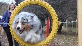 Специална площадка за кучета откриха в София