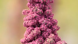 Киноа – непозната и екзотична