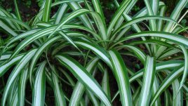 Хлорофитум - лесен и непретенциозен за отглеждане