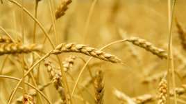 Симптоми на глутеновата непоносимост