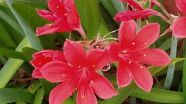 Валота – непретенциозна и лесна за отглеждане