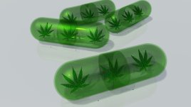 Знаете ли, че... в Бутан хранели прасетата с марихуана?