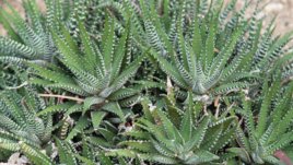 Хавортия – пустинна зеленина