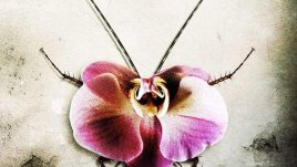 Цяла мрежа от лъжи се разплита в сенките на Банкок