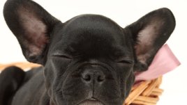 Знаци, че кучето ви боледува