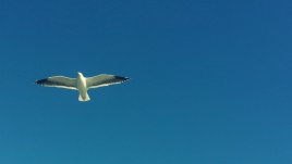 Вдъхновение на седмицата (видео)