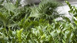 Сакъзче или филодендрон?