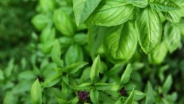 Любовно биле за Еньовден