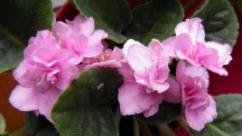 Противозачатъчни за буен растеж