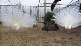 Топ туристическа дестинация – фермата за пауни край Бургас