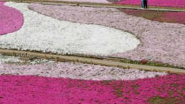 Цветя обички се подаряват с обич