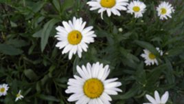 Обича ме, не ме обича - казват ли истината маргаритките