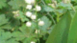 Момина сълза