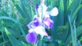 Перуника (Iris)