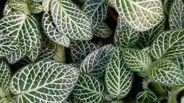 Фитония – полъх от тропиците