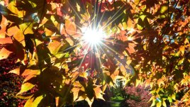 Любовни есенни рими – 15-а част