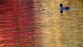 Любовни есенни рими – 16-а част