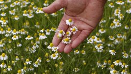 Натурални лекарства, които трябва да имаме винаги в аптечката