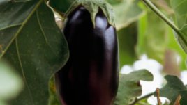 Патладжанът – зеленчукът на лятото