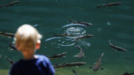 Заведете детето на риболов