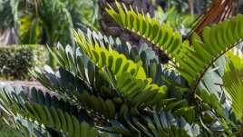 Замия – красива палма в дома