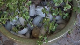 Хитро поливане на цветя с кубчета лед