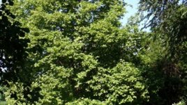 Първата лятна читалня на открито в Пловдив е на 4 юли 2012