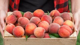 Как да съхранявате прасковите така, че да не се развалят 