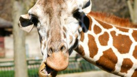 Знаете ли, че... женският жираф уринира в устата на мъжкия?