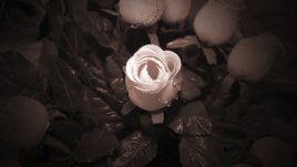 Какво означава, ако сънуваш роза?