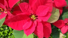 Време е за коледна звезда – как да я глезим?