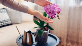Как да се грижим за орхидеята?