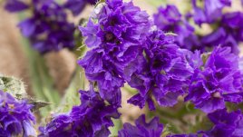 Гърлица (лимониум) – как да я отглеждаме 