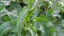 Домашна маска от лапад за мазна кожа