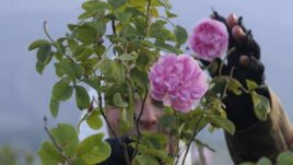 Розата – царица на цветята на майски фестивал във Варна