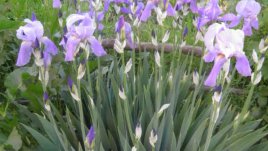 Перуниката – гордата красавица в градината