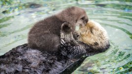 Най-грижовната майка видра (видео)