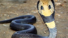 Знаете ли, че... някои змии могат да не ядат 2 години?