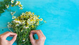 6 от най-добрите билки за женското здраве