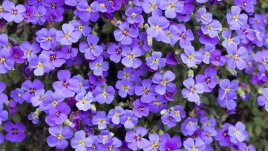 Аубриеция – пищна украса за балкона и градината 