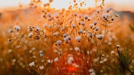 Мисъл на деня за... душата