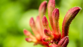 Кенгурово цвете – красиво, но и с много претенции