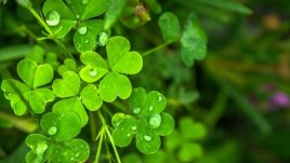 Мисъл на деня за... късмета